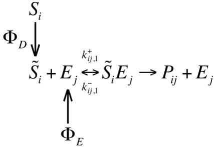 Fig. 2. Diagram of the updated substrate uptake process, which in-ing local (close to the transporter) substrate abundance, andcludes diffusive substrate ﬂux (between the external environmentand near cell environment) and new enzyme production �E