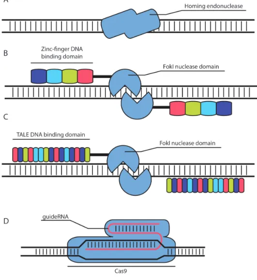 Figure 1. Site-specific nucleases used for genome editing. (A). Homing endonuclease with  overlapping DNA binding and cleavage domain