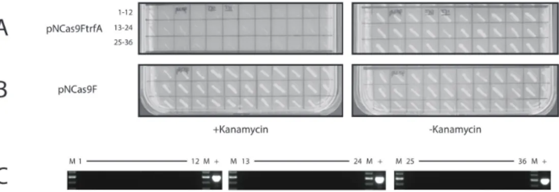 Figure 2. Screening of Agrobacterium for the loss of plasmid RP4. Loss is detected by kanamycin sensitivity