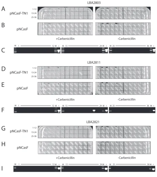 Figure 5. Screen for the loss of mini Ti plasmids. Agrobacterium strains expressing both the NCas9F protein and  sgRNA targeting the bla gene encoding β-lactamase (pNCasF-TN1) were compared to Agrobacterium strains  only expressing the NCas9F protein