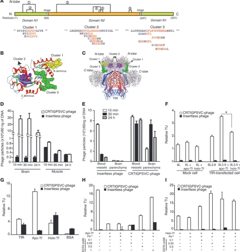 Figure 1Targeting the specificity of phage displaying the peptide CRTIGPSVC in normal mouse brain