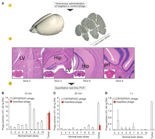 Figure 3In vivo targeting of Tf/TfR. (A) Schematic representation of the brain slicing technique and quantitative real-time PCR used to demonstrate that 