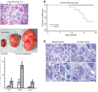 Figure 1WT development in Wt1-Igf2mice. (A) Estimation by X-gal  staining of Cre-mediated recom-bination in the kidney after TM induction at E11.5