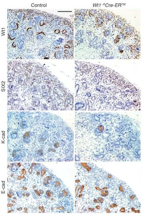 Figure 4Lack of epithelialization of 
