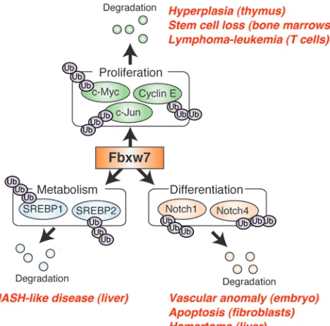 Figure 8A model for Fbxw7 functions in vivo. Fbxw7 mediates ubiquitin-depen-