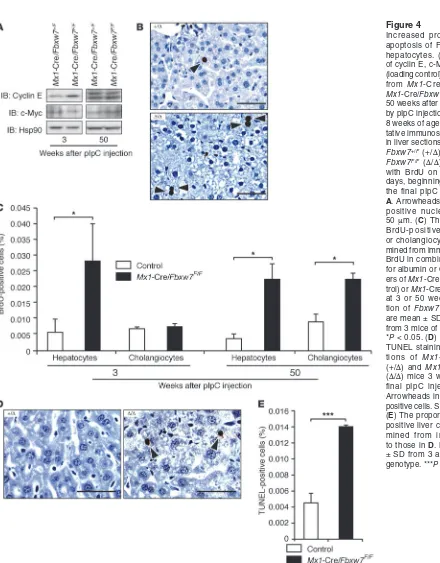 Figure 4Increased proliferation and of cyclin E, c-Myc, and Hsp90 (loading control) in liver extracts from Mx150 weeks after by pIpC injection, beginning at 8 weeks of age
