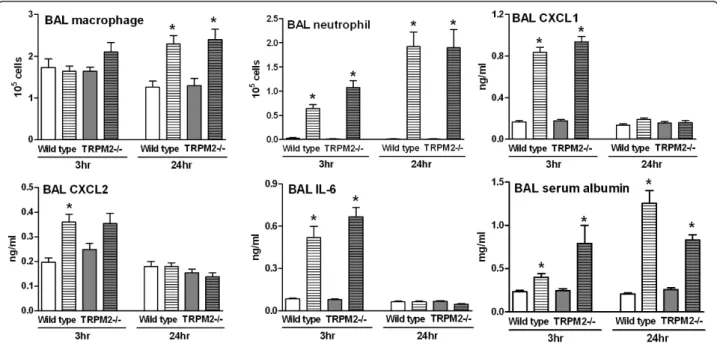 Figure 1 TRPM2 deficiency has no effect on the ozone-induced BAL inflammation. TRPM2-deficient mice (grey bars) or their wild type counterpart (white bars) were exposed to ozone (3 ppm for 4 hours, hatched bars) or air (plain bars) as described in methods 