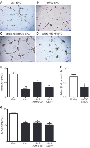 Figure 4EPC functional assays. Typical photographs of tube 