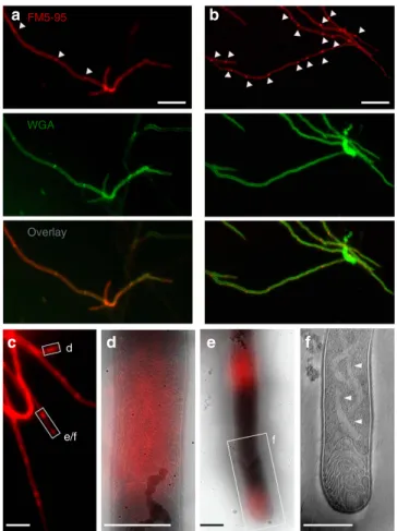 Figure 1 | Membrane assemblies in vegetative hyphae. (a) In vegetative hyphae of S. coelicolor M145 stained with the membrane dye FM5–95 (red) and the cell wall dye FITC-WGA (green), cross-walls are evident (arrowheads)