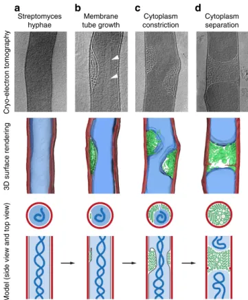 Figure 2 | Electron tomography and data segmentation of membrane formations in three dimensions