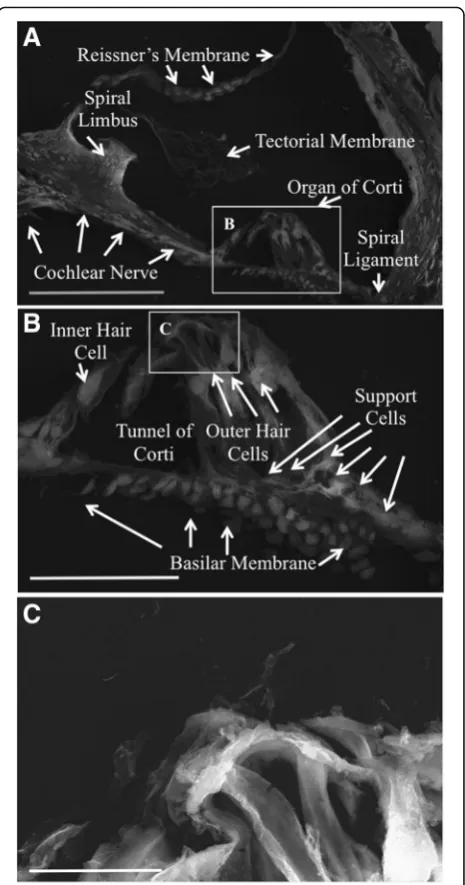 Fig. 1 Scanning electron microscopy images of native mousecochlea. The Everhart-Thornley detector (ETD) was used for imaging.In panel a, all the major components housed in the cochlear ductare labeled and present