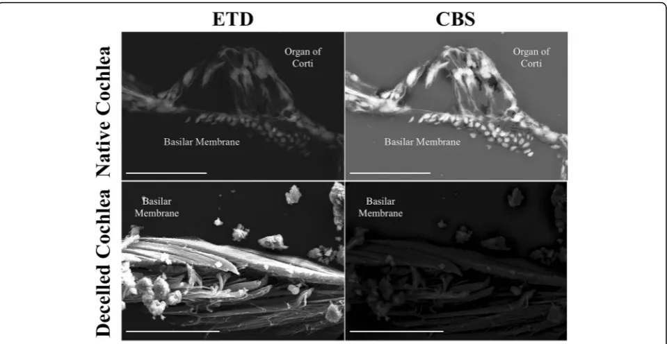 Fig. 2 Scanning electron microscopy images of decellularized mouse cochlea. The Everhart-Thornley detector (ETD) was used for imaging.In panel a, the medial portions of the cochlea are shown, and the extracellular structures, which include the spiral limbu