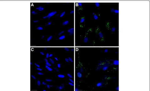 Fig. 6 hWJCs transfected with HATH1 and MYO7A expression. a Non-transfected hWJCs (day 1)