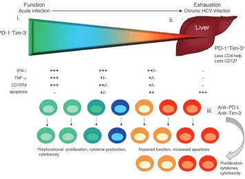 Figure 9Gradient of function and exhaustion in HCV-specific T cells according to expression of Tim-3 and PD-1