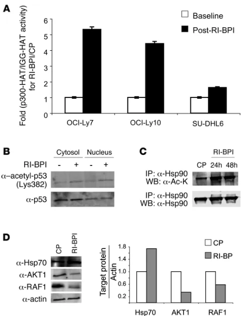 Figure 2RI-BPI increases the lysine-acetyltransferase activity of p300. (