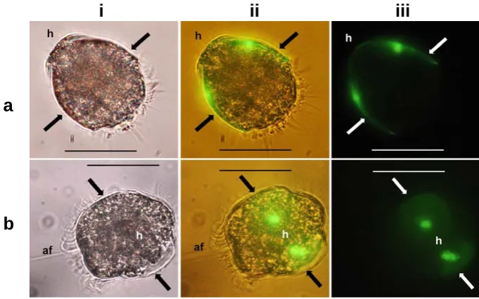 Fig. 7.view with the hinge area (h) oriented towards the upper-left corner and a newly formed shell valve on each side (arrows).(h) and early shell formation (arrow) using (i) bright ﬁeld, (ii) bright ﬁeld and UV light, and (iii) UV light