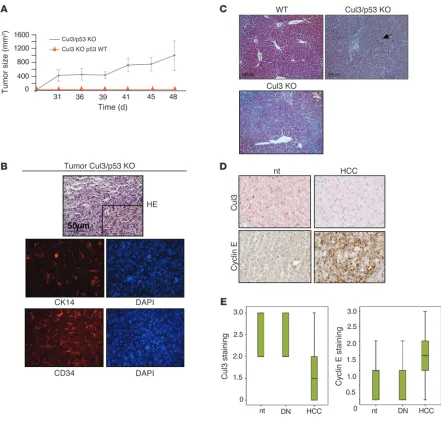 Figure 6Loss of p53 in Cul3-knockout progenitor cells leads to generation of tumor-initiating cells in vivo