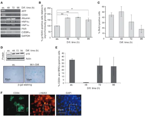 Figure 3In vitro differentiation of progenitor cells recapitulates the in vivo phenotype