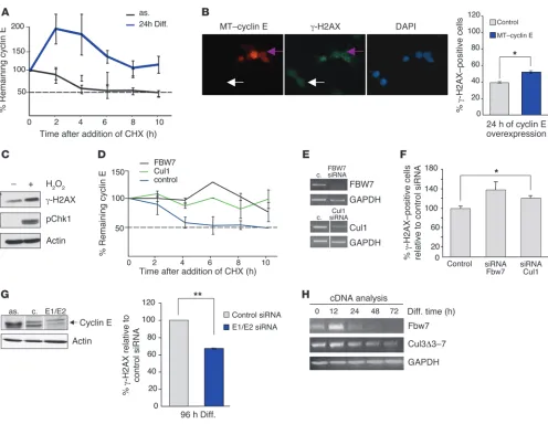 Figure 4Accumulation of cyclin E in differentiating hepatic progenitor cells is responsible for the accumulation of DNA damage