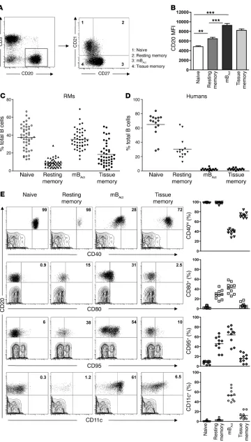 Figure 1Identification of 4 phenotypi-cally distinct B cell subsets in the peripheral blood of healthy RMs
