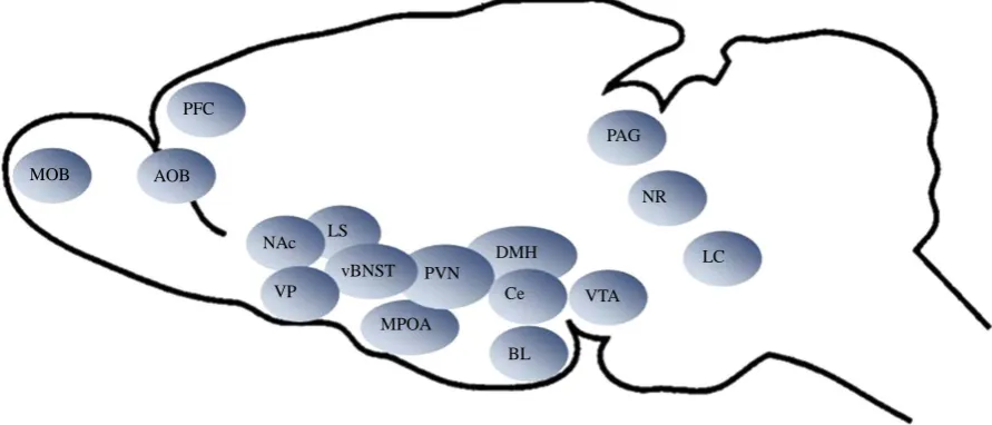 Figure 1.  Brain nucleus involved in the regulation of maternal behavior, as supported by direct in rat