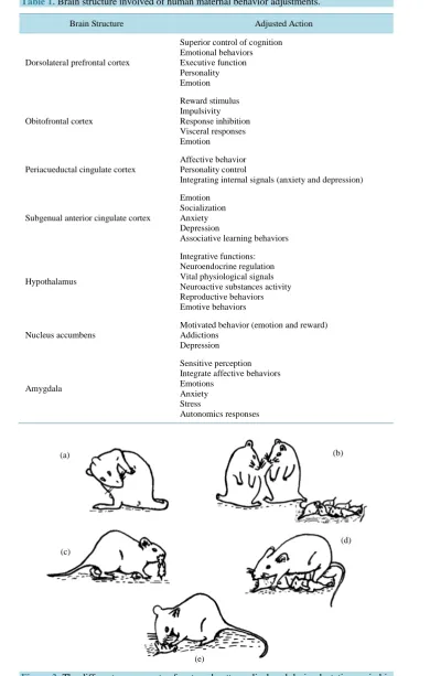 Table 1. Brain structure involved of human maternal behavior adjustments. 