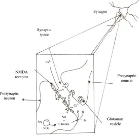 Figure 3.  The NO activity at the synapse, implicated as a neurotransmitter ac-tivities of glutamate at synapses