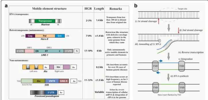 Figure 1 a) List of mobile elements, structure and its distribution in the human genome