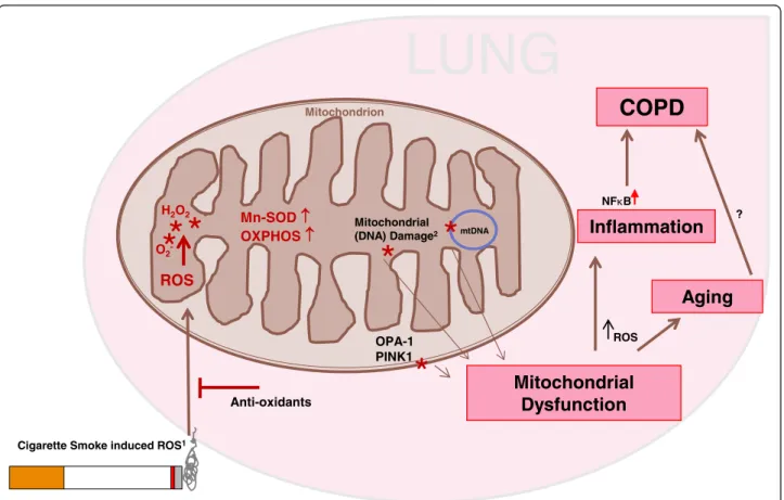 Figure 6 Proposed model on the effect of cigarette smoke induced mitochondrial changes