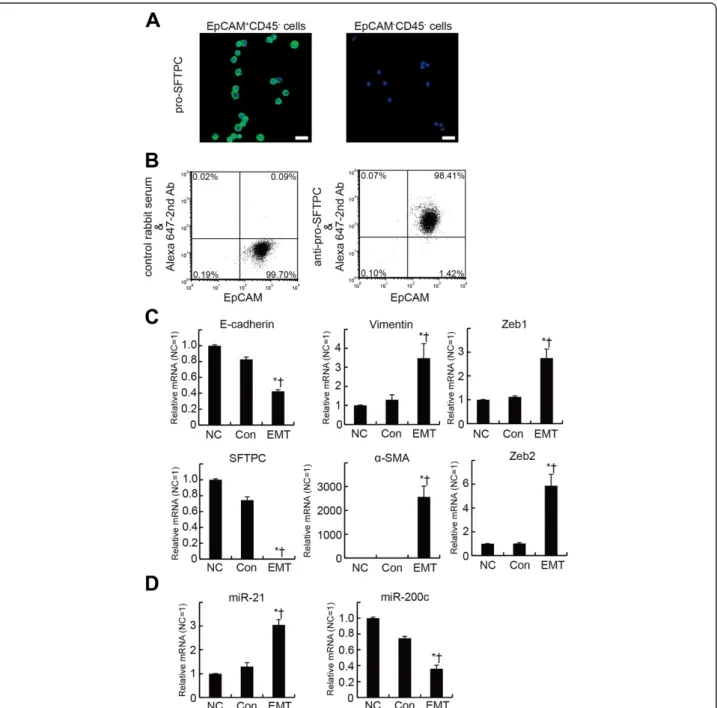 Figure 5 The EMT-inducing culture conditions increase miR-21 expression in mouse lung alveolar epithelial cells