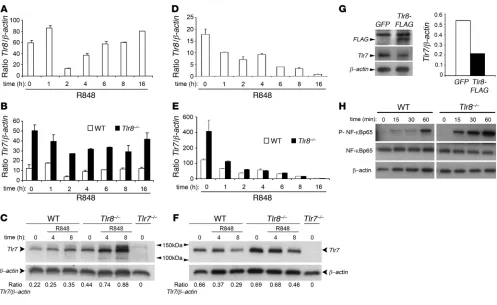 Figure 3Increased TLR7 expression and NF-κB activation in Tlr8–/– BMDCs. WT and Tlr8–/– BMDCs were left untreated or stimulated with 50 nM (A and B) or 100 nM (C and H) R848 for the indicated times