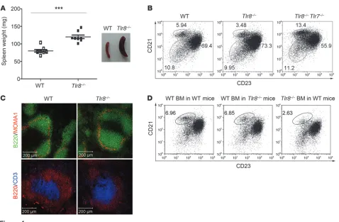 Figure 4Defect of MZ B cells in Tlr8–/– mice. (A) Spleen weight and size of 8-week-old male WT and Tlr8–/– mice