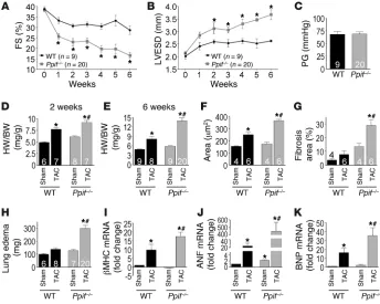 Figure 2Ppif–/– mice rapidly develop hypertrophy and heart failure following pressure overload