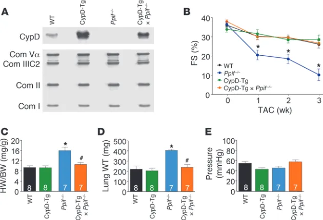 Figure 4Cardiac-restricted transgenic rescue of Ppif–/–pathology following TAC. (A) Representative Western blot of CypD and oxidative phosphor-ylation complexes (Com Vα, III-core 2, II, I) in heart mitochondrial extracts
