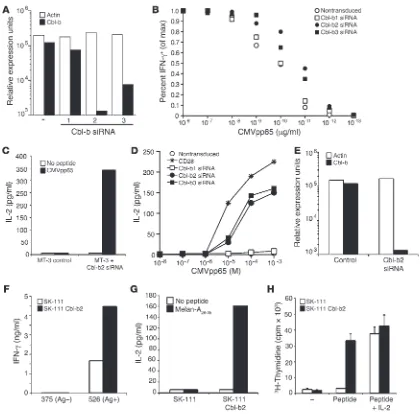 Figure 7Targeting Cbl-b expression by siRNA in human effector CD8+CD28– T cell clones restores T cell function