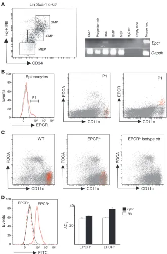 Figure 2EPCR is expressed in HSCs and spleen 