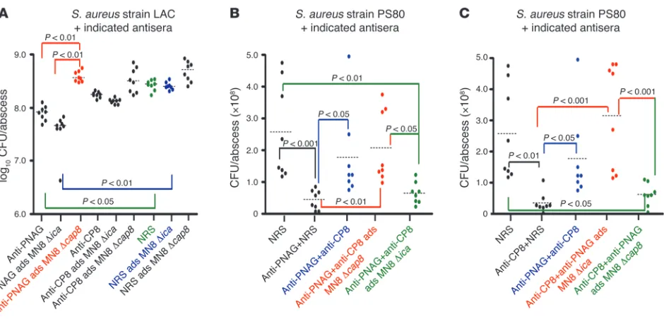 Figure 4Specificity of the interference resulting from combined antisera to CP and PNAG antigens in protection against 