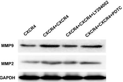 Figure 6. The expression of MMP9 and MMP2 in MSCs, CXCR4 overexpressed MSCs, CXCR4 overex-pressed MSCs treated with LY294002, CXCR4 over-expressed MSCs treated with PDTC.