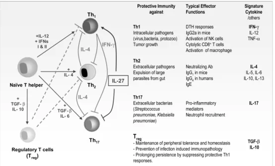 Figure 1. Cytokines involved in differentiation of T helper lymphocyte subsets. Abbreviations: DTH, delayed type hypersensitivity; Ab, antibodies