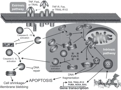 Figure 1 Apoptosis pathways.Abbreviations: cFLIP, cellular FLICE-like inhibitory protein;  FADD, Fas-associated death domain;  FasL, Fas ligand;  TNF, tumor necrosis factor;  TRAIL, TNF-related apoptosis-inducing ligand;  TRAIL-R, TRAIL receptor; Rock, Rho kinase;  AIF, apoptosis-inducing factor; PUMA, p53 upregulated modulator of apoptosis; NOXA, damage.