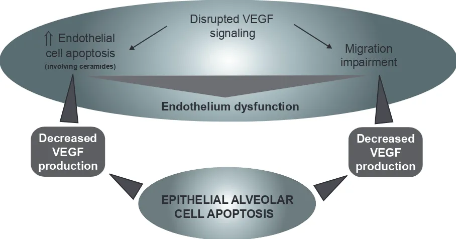Figure 3 Cigarette smoke (oxidative stress)-mediated VEGF signaling disruption leading to endothelial cell death, migration impairment, and general endothelium dysfunction causing epithelial cells apoptosis.Abbreviation: VEGF, vascular endothelial growth factor.