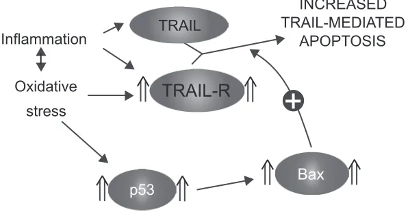 Figure 5 Sensitization to TRAIL-mediated apoptosis.Abbreviation: TRAIL, tumor necrosis factor-related apoptosis-inducing ligand; TRAIL-R, TRAIL receptors.
