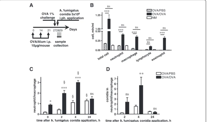 Figure S2C). At 24 hours post-inhalation of conidia, both the percentage (Figure 1C) and the ingestion potential (Figure 1D) of BAL neutrophils decreased, and  macro-phages became the cells predominantly responsible for