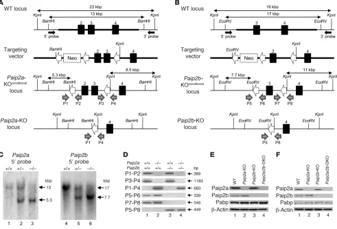 Figure 2Generation of Paip2a/Paip2b-KO mouse. (A) Targeted disruption of Paip2a. Exons 2, 3, and 4 are depicted as filled boxes