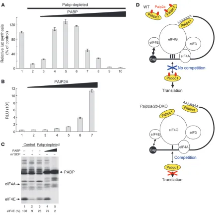 Figure 7Translational control of late spermiogenesis by Paip2a. (A) Excess amounts of PABP inhibit translation in vitro