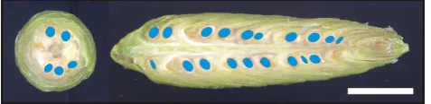 Fig. 1. White spruce cone anatomy in cross (left) and longitudinal(right) sections. Blue areas approximate the intersections of seedsand sections