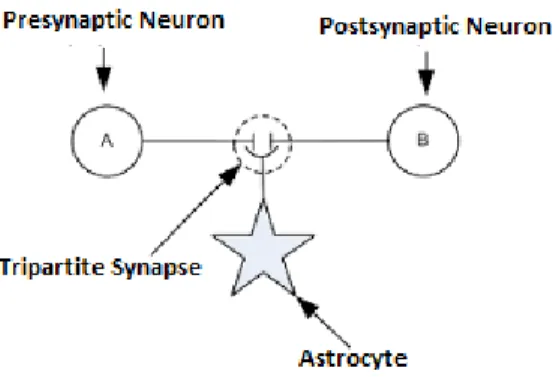 Figure 2.3: Network consists of presynaptic neuron A, postsynaptic neuron B and an interconnecting tripartite synapse