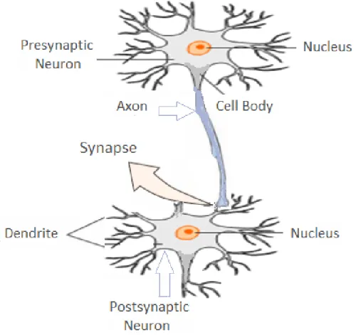 Figure 2.6: Demonstration of main part of biological neuron