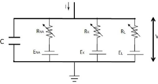 Figure 2.8: Hodgkin–Huxley model