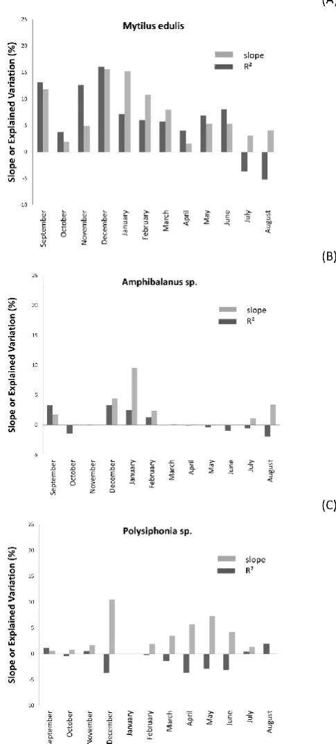 Fig. 13. Relationship (slopes and explained variance R2) betweenmonthly mean SST and the relative abundance of (A) Mytilus , (B)Amphibalanus and (C) Polysiphonia in the communities establish-ing on the panels